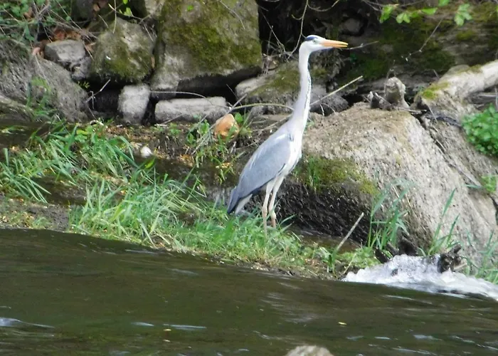 Le Moulin L'eveque بيت للعطل